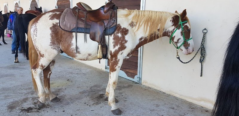 FERME EQUESTRE JUAN - Randonnée Cheval Jura - photo 3