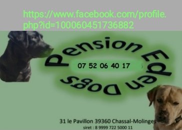 PENSION EDEN DOGS - photo 1