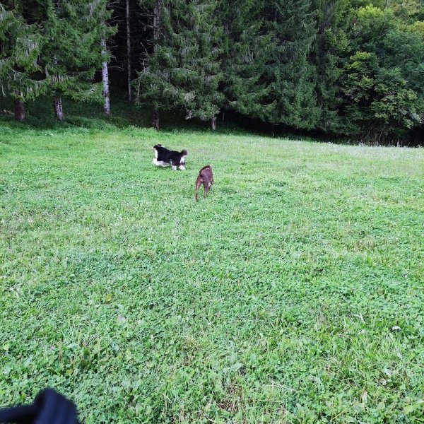 PENSION EDEN DOGS - photo 3