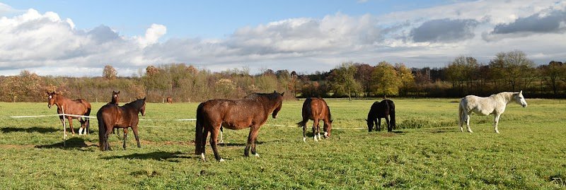 Pferdepension, Pferdeweiden und Reitbetrieb Mäder, Simard, Frankreich