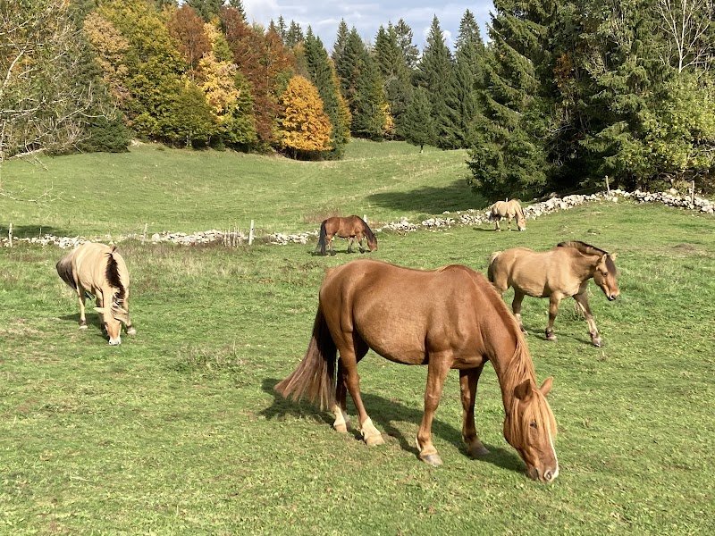 FERME EQUESTRE GAIA LOISIRS - photo 3
