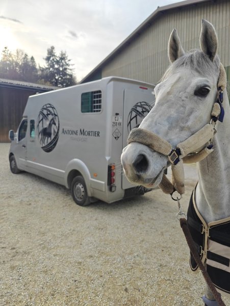 Mortier Horse Transport - photo 2