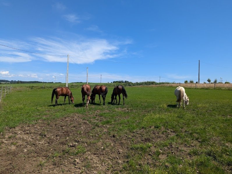 Écurie de L'Eq'Horse - photo 3