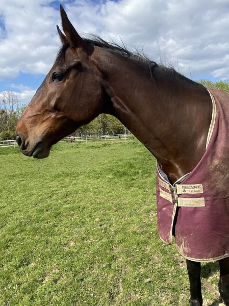 Domaine équestre des Bouillères