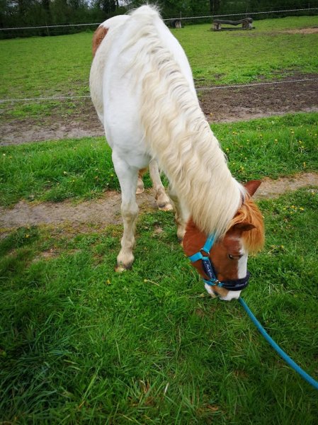 Domaine équestre des Bouillères - photo 3