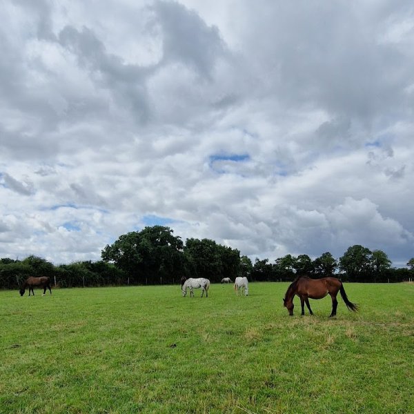 Regain: Pension et élevage de chevaux - photo 1