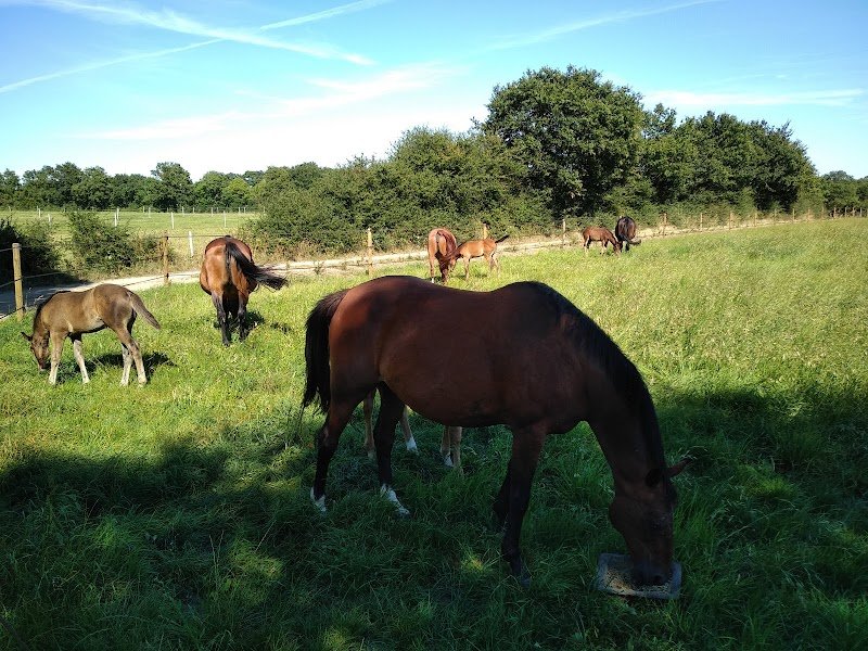 Regain: Pension et élevage de chevaux - photo 2