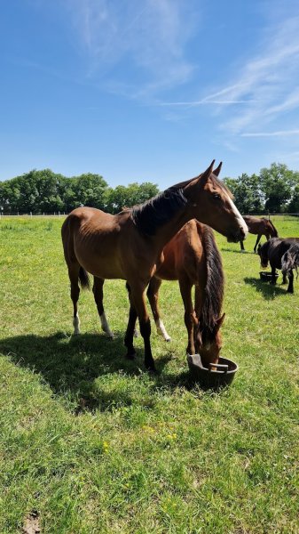 Regain: Pension et élevage de chevaux - photo 3