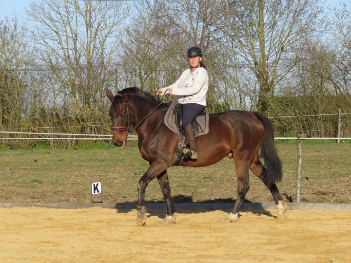 Pension Équine - Écurie Van Der Bild - photo 1