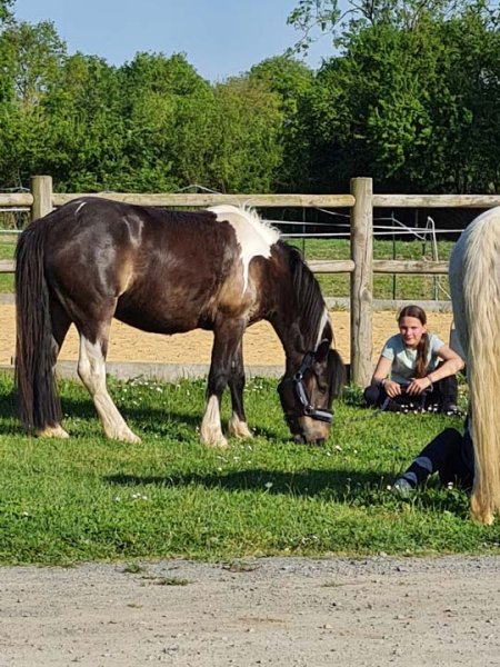 Pension Équine - Écurie Van Der Bild - photo 3