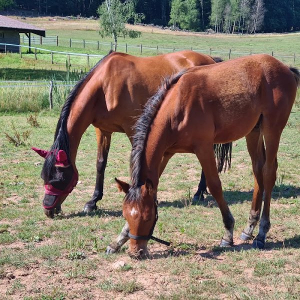 Écurie d'Humbertois