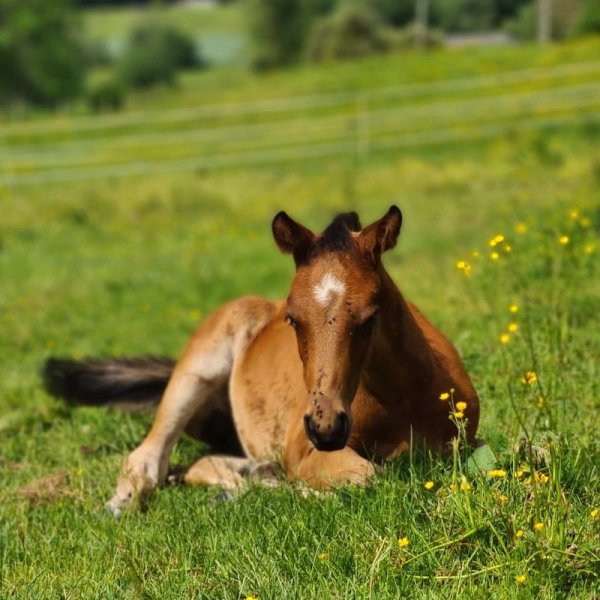 Écurie d'Humbertois - photo 2