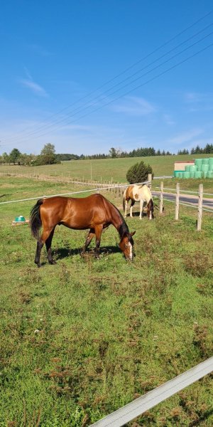 Écurie d'Humbertois - photo 3