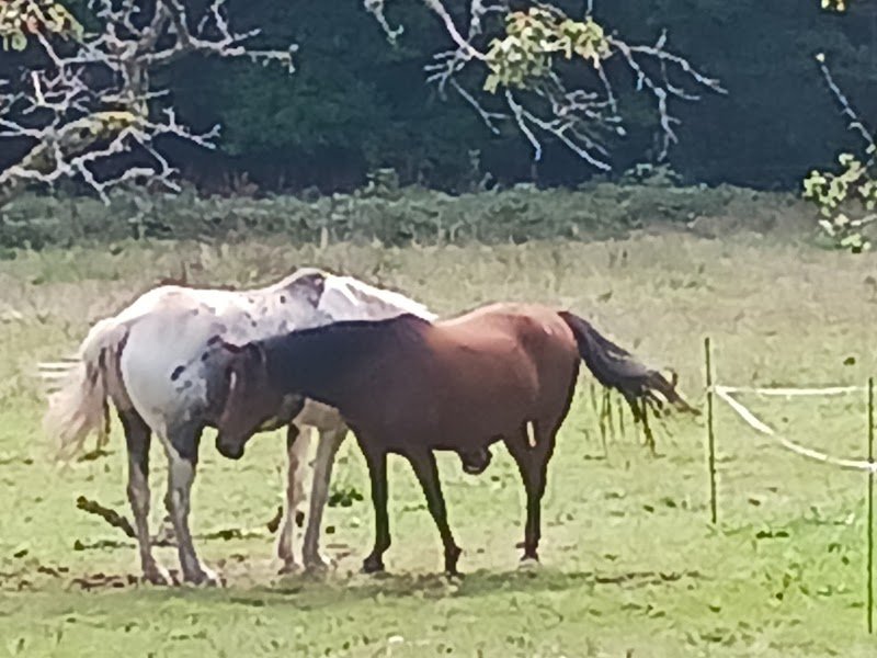 Les écuries du faing Henry - photo 2