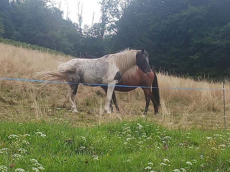 Les écuries du faing Henry - photo 3