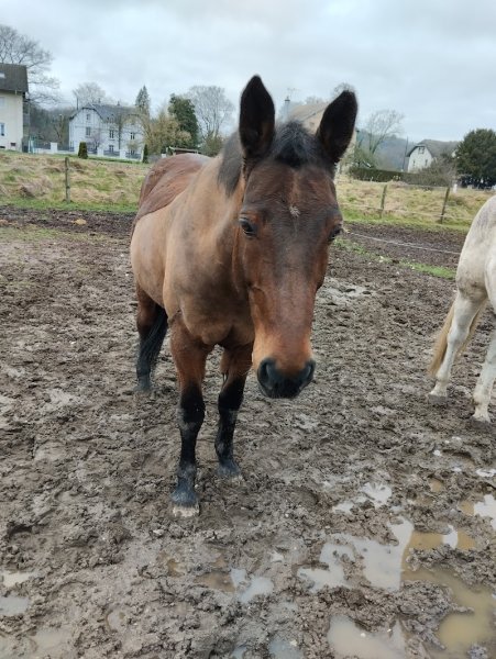 Ecuries du Saut des Vosges
