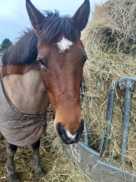 Les Ecuries de la Maison Neuve SARL - photo 3