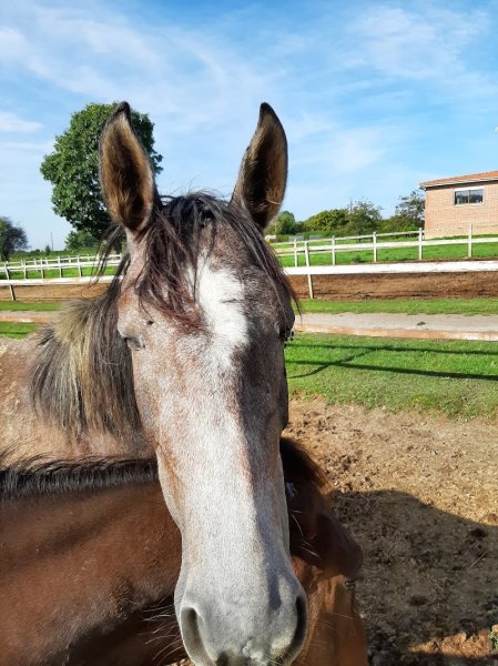 Ecuries de Chigny - photo 2