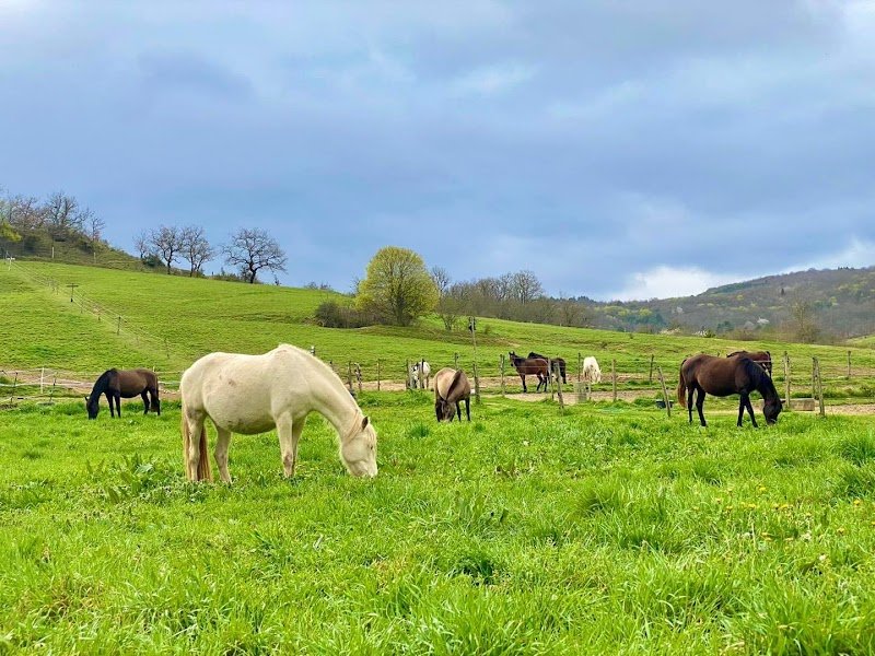 LES ÉCURIES DE LA BARRE - centre de reproduction et pension - photo 2