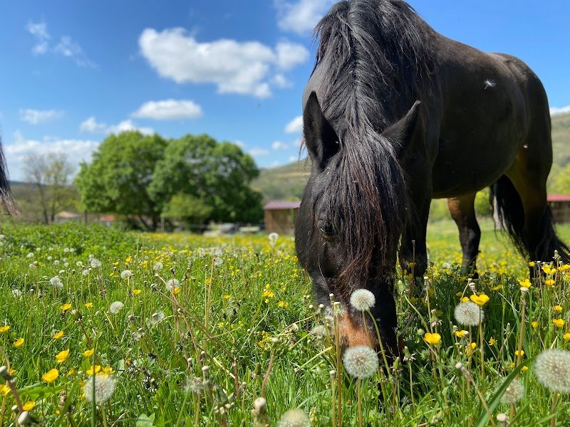 LES ÉCURIES DE LA BARRE - centre de reproduction et pension - photo 3