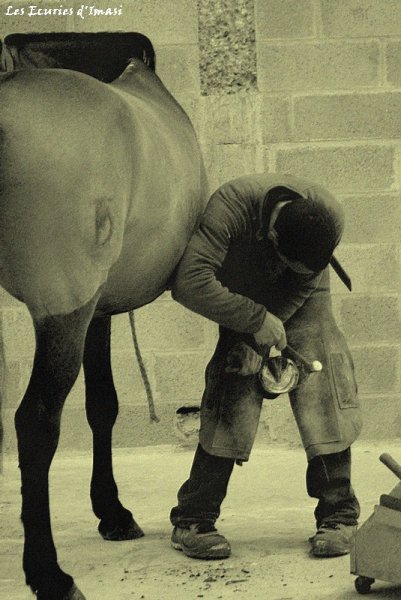 Écuries d'Imasi | Pension pour Chevaux près de Blois - photo 2