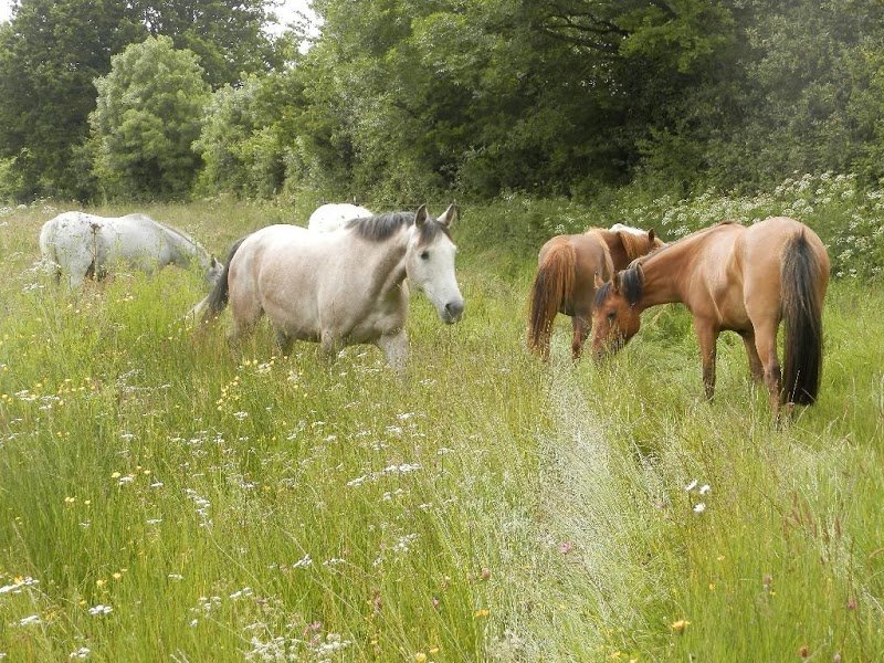 Ecuries de la Boissière - photo 3