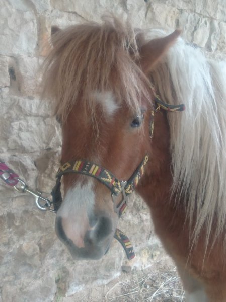 Poney Club Pirouette - photo 3