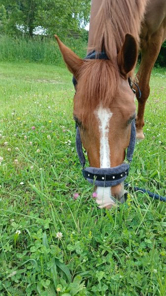 Les écuries de trangy - photo 1