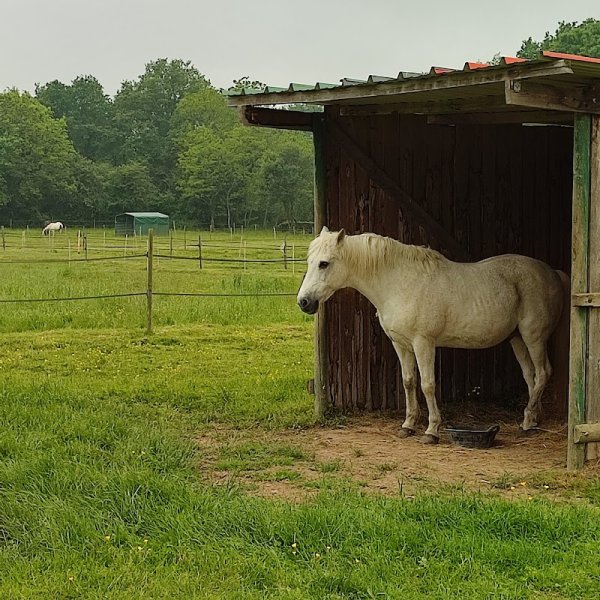 Gîte jeunot - Green Meadows Stable - photo 2