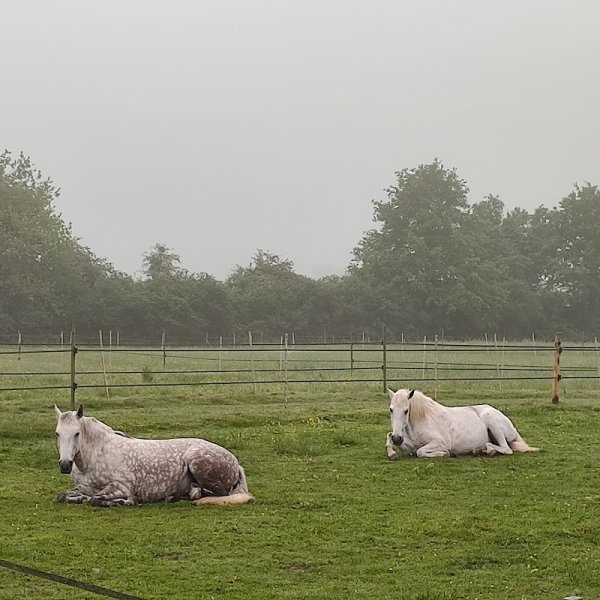 Gîte jeunot - Green Meadows Stable - photo 3