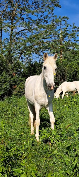 Domaine Équestre du Nivernais - photo 1