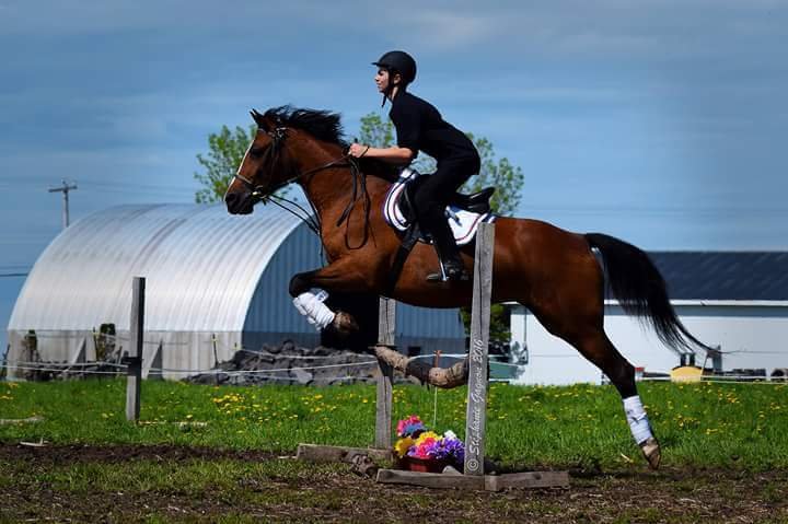 Centre Équestre Saint-Éloi - photo 3