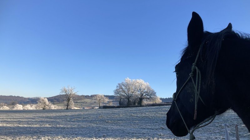 Haras au coeur des possibles