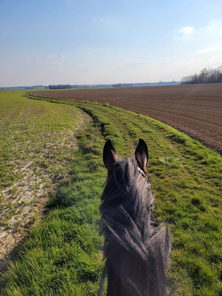 Haras Du Morin - photo 3