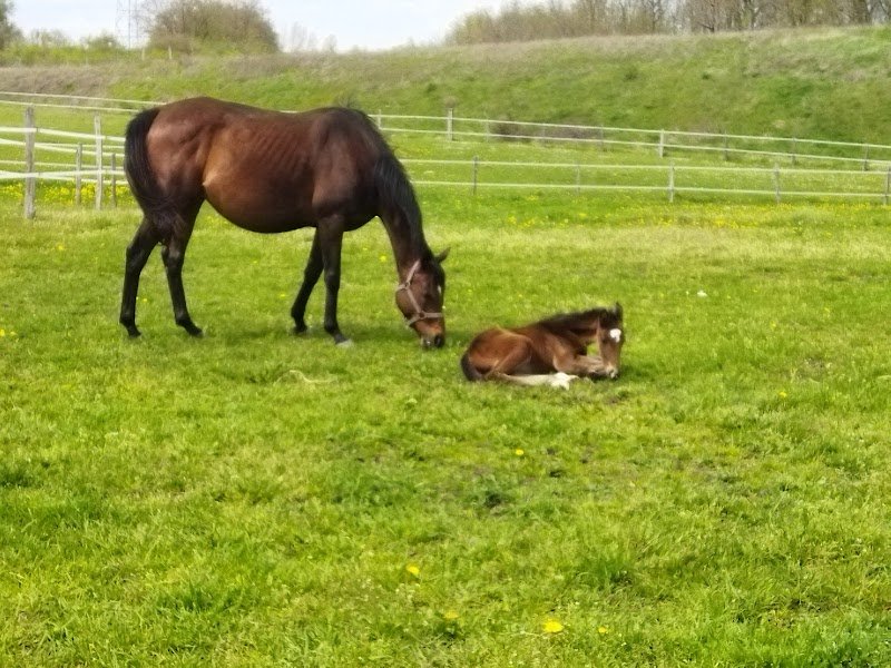 Haras de Cercy SCAECC - photo 3