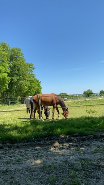 Fleuretchevaux - photo 2