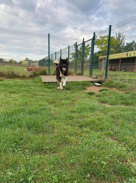 Anima-Pension pour animaux Challuy - photo 2