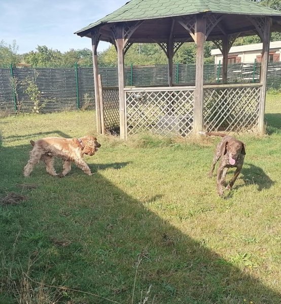 Anima-Pension pour animaux Challuy - photo 3