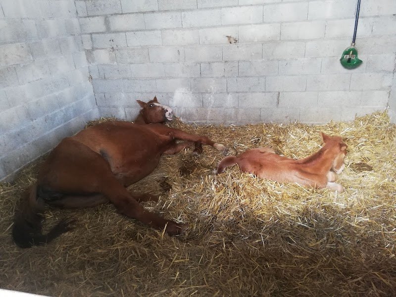 Haras d'Hiroy - photo 2