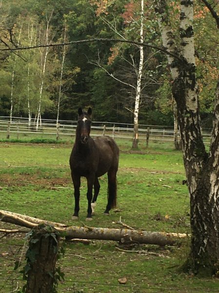 A.S.E.P. Ecurie Fialová - photo 2