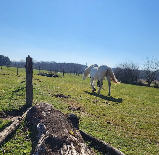 Écurie de la Triballe Pension pour chevaux- Mountain Trail- Gîte - photo 2