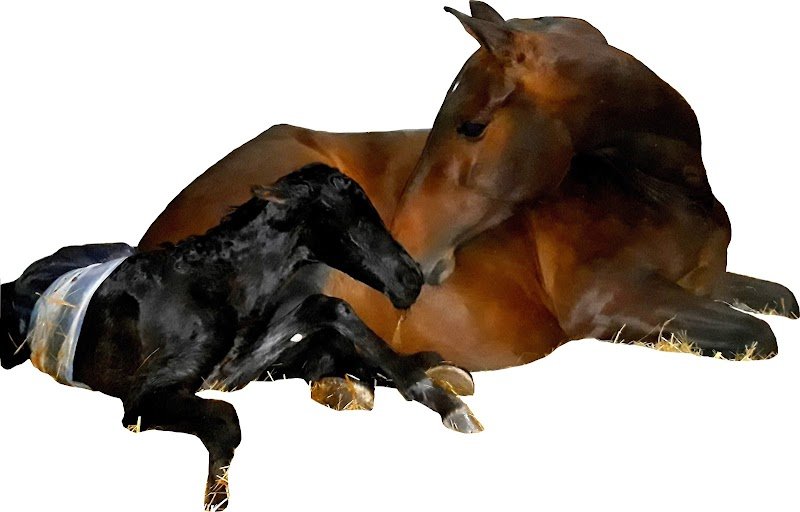 Elevage COSTIERO : Chevaux Pure Race Espagnole