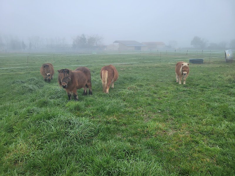 Elevage COSTIERO : Chevaux Pure Race Espagnole - photo 2