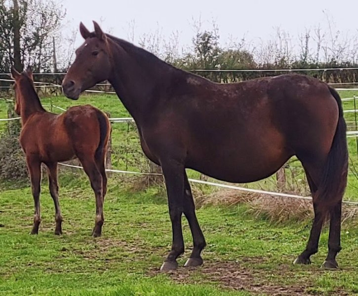 Elevage COSTIERO : Chevaux Pure Race Espagnole - photo 3