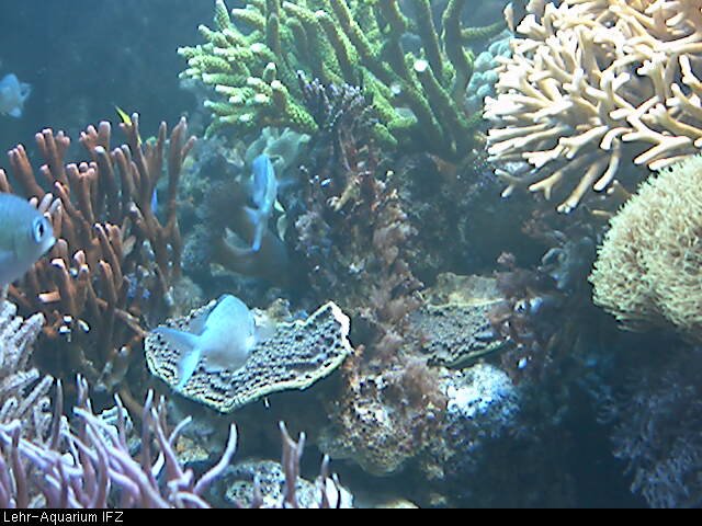 Centre équestre du Gué de Frise - photo 3