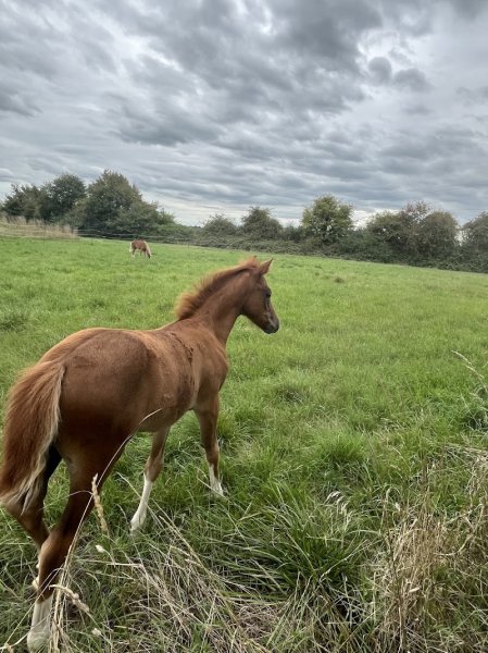 Haras d’Hiroy - photo 1