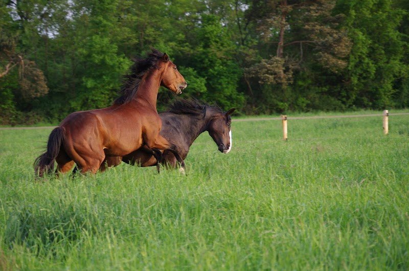 Ecurie De La Garenne - photo 3