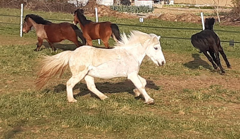 Les Ecuries d'Akila - photo 1