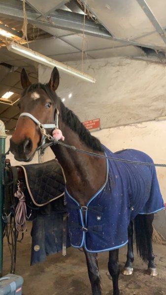 Ecurie Ibisca - photo 2