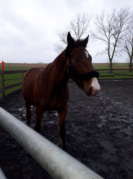 Les écuries d'herpigny - photo 2